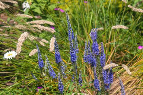 Spiked Speedwell Plant Veronica Care And Growing Guide