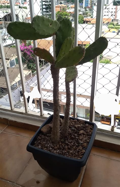 While the immediate results of a such a terrarium can be very attractive, the future of the project is doomed from the start. Just got this cactus from my relative's house in a bad ...