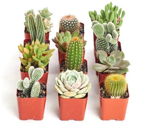 Small Cactus Plants Mini Cactus The Complete Guide