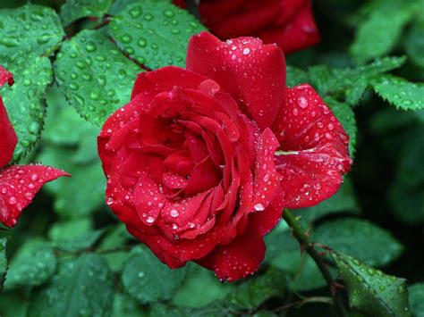 Free Download Lovely Rose With Beautiful Red Color Petals Drops Water
