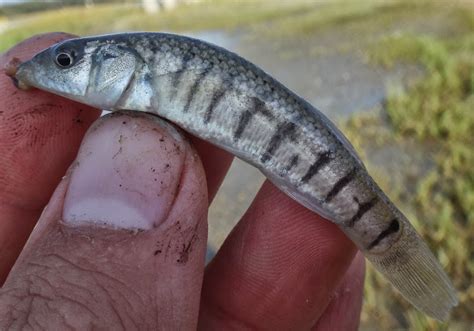 Ben Cantrells Fish Species Blog Va Nc Trip Part 6