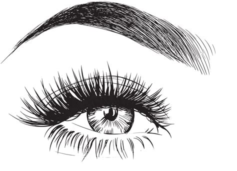 Eyebrow Vector Eyebrows And Eyelashes Drawing Free Transparent Png