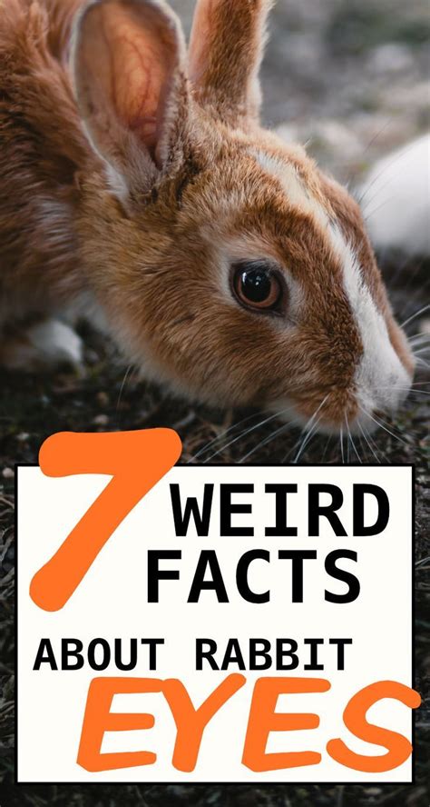 7 Fun Facts About Rabbit Eyes And 5 Problems To Look Out
