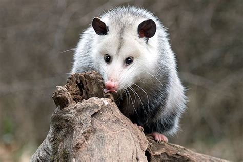 Opossum Animal Facts For Kids Characteristics And Pictures