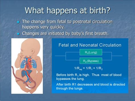 Ppt Fetal Circulation Powerpoint Presentation Free Download Id2403050