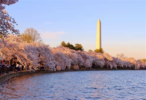 Washington Dc Cherry Blossom Wallpapers Top Free Washington Dc Cherry