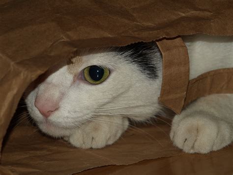 While plastic bags may appear like an unusual option for cats; Are Plastic Bags Hazardous to Cat's Health?
