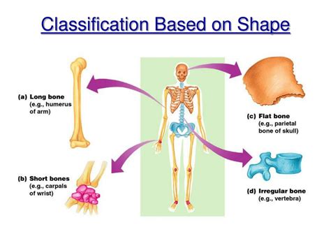 Ppt Chapter 5 Gross And Microscopic Bone Anatomy
