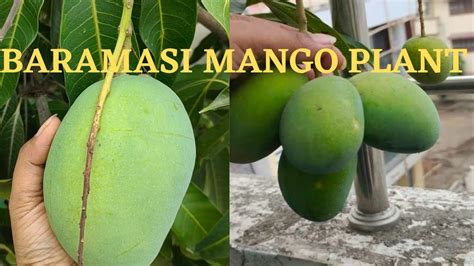 Baramasi Mango Plant Care Proper Way Of Fertilizing Mango Plant In