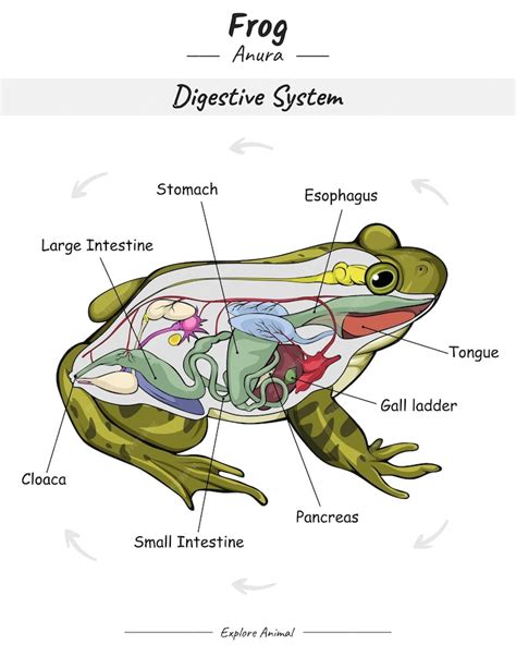 Premium Vector Frog Digestive System