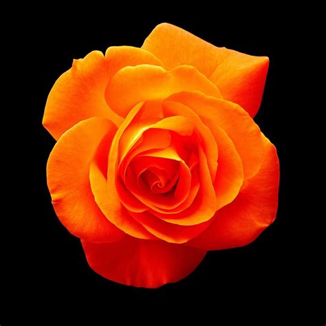 Hd Wallpaper Orange Rose Flower On Black Background Blossom Bloom