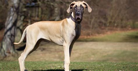 Great Dane Breed Guide Lifespan Size And Characteristics