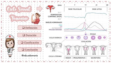 Ciclo Sexual Femenino Enfermera Patricia Udocz