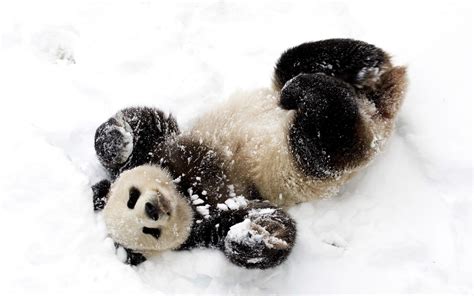Pin By Debra Fox On Dieren In De Sneeuw Animals In The Snow Panda