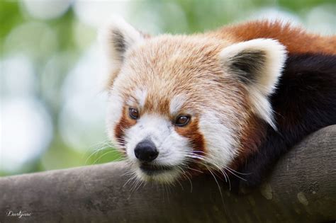 Panda Roux Parc Zoo Du Reynou