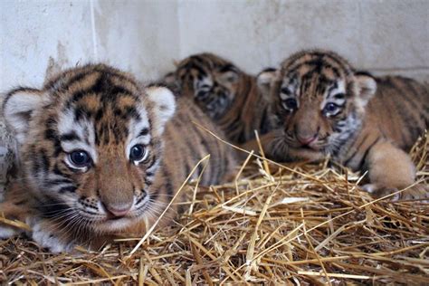 Say A 3 Baby Tiger Cubs Make Their Public Debut At The Omaha Zoo
