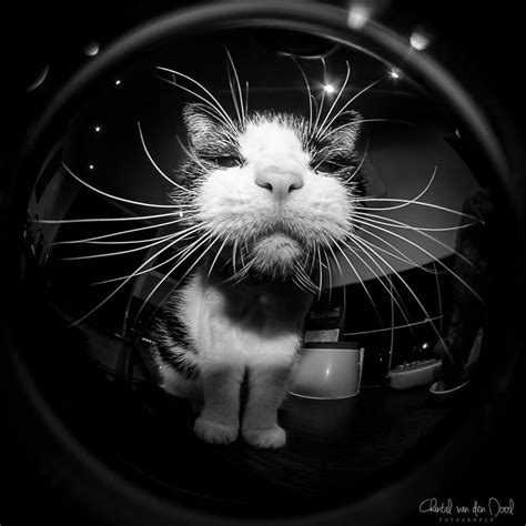 I Capture My Daily Views Through The Fish Eye Lens Pretty Cats Cute