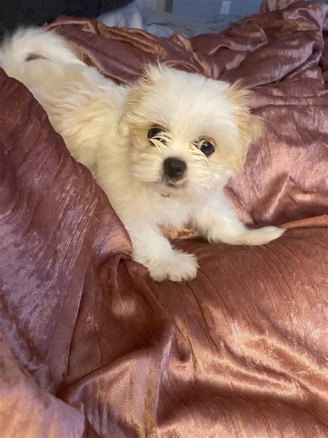 We have one male puppy left that is looking for it's forever home. Shih Tzu/ Pomeranian/ Poodle Puppy - Petclassifieds.com