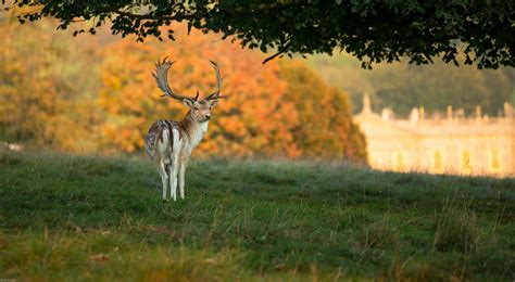 Wallpaper Wildlife Nature Mammal Fauna Leaf