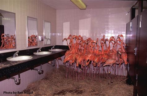 Flamingos Huddled Together In The Bathroom At Miami Zoo During