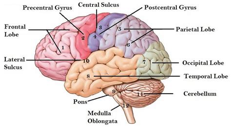 Major Regions Of The Brain