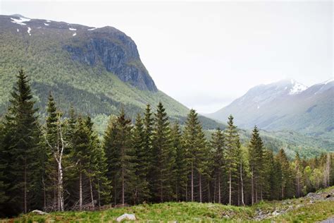 Another Escape Norway Spruce Forest Landscape Landscape