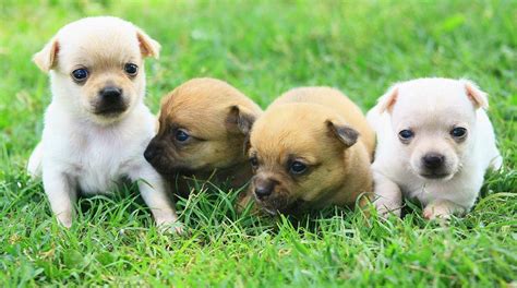 Razas De Perros Pequeños Chihuahua Chihuahua Puppies Bulldog Puppies
