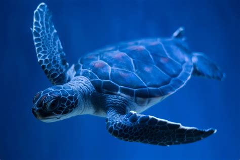 Turtle Full Hd Wallpaper And Background Image 2048x1365 Id355928