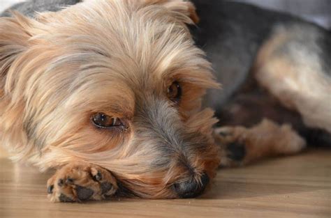 There is treatment to help your dog live more comfortably, but it will not prolong your dog's life. When To Euthanise A Dog With Cushing's Disease? | Cloud 9 Vets