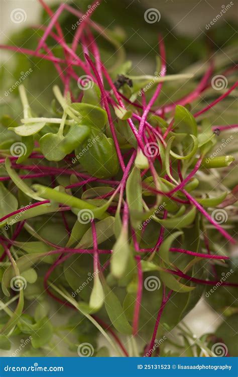 Garnish Stock Image Image Of Stems Lettuce Salad Plant 25131523