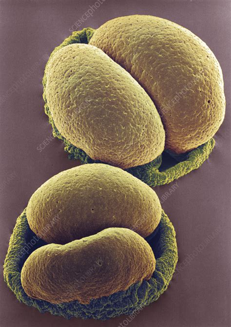 Pine Pollen Stock Image B7860622 Science Photo Library