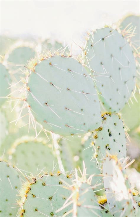 Prickly Pear Cactus Print — Lovelylittlehomeco Cactus Photography