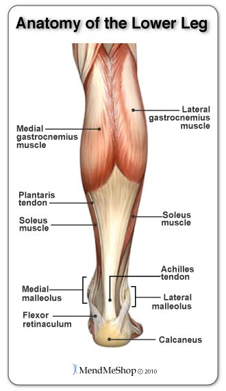 Inflammation of the tendon causes pain when the muscle is. Tennis Leg Information
