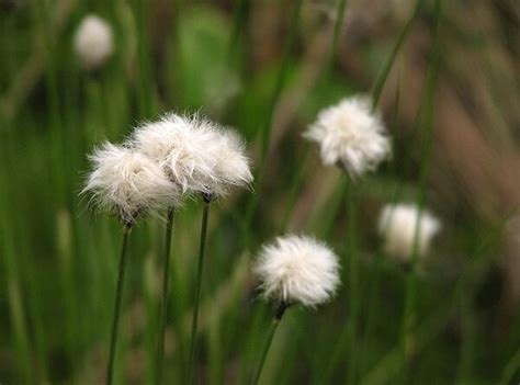 How To Grow Use And Care For Tawny Cottongrass Eriophorum Virginicum
