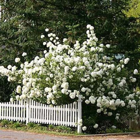Native uk grown trees for sale and a wide selection of hedge plants and young trees to buy online. Top 10 Fast Growing Shrubs - Recommended Plants to Consider