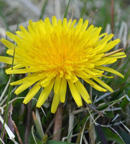 Dandelion Taraxacum Officinale 2nd April Dandelion Tara Flickr