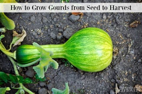 How To Grow Gourds In The Garden From Seed To Harvest