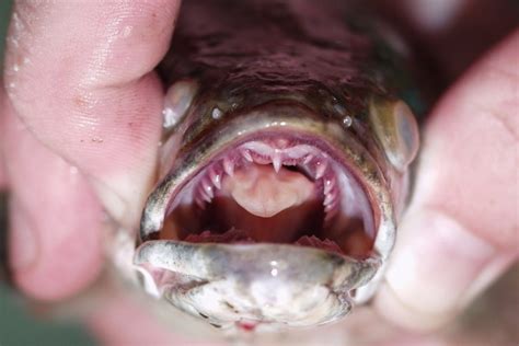 Invasive Snakehead Fish Found In Georgia Georgia Wildlife Blog