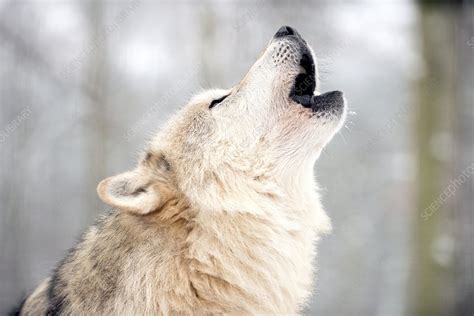 Gray Wolf Howling Stock Image C Science Photo Library