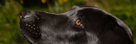 The Dogs Nose Medical Detection Dogs