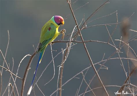 Plum Headed Parakeet Northern India Bird Images From Foreign Trips