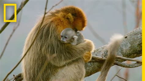 A Baby Golden Snub Nosed Monkey Hidden Kingdoms Of China Youtube