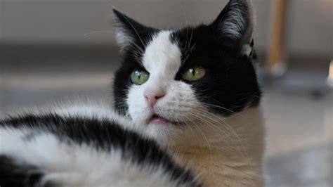 Cat Panting Why It Happens And What To Do About It Petmd