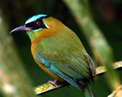 Yucatan Birds Bird Watching And Birding List Hacienda Chichen