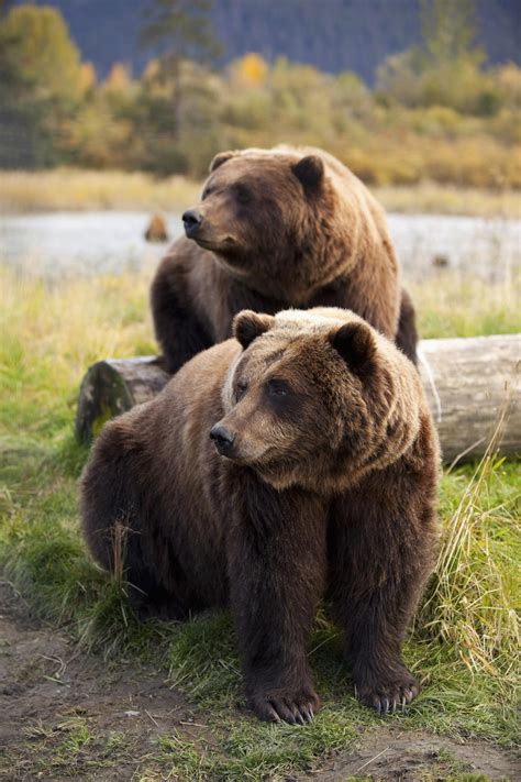 Captive Two Brown Bears Sitting Near Log At The Alaska
