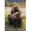 Captive Two Brown Bears Sitting Near Log At The Alaska Wildlife 