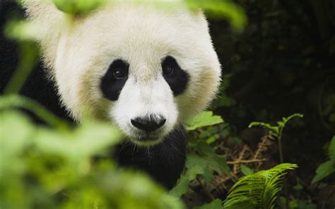 42 Panda Hd Wallpaper Wallpapersafari Riset