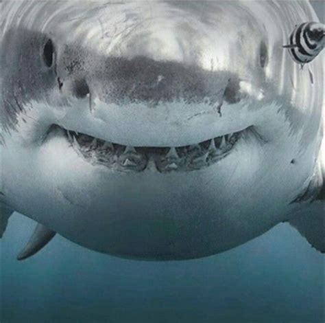 What A Sweet Smile 😉 Shark Pictures Shark Photos Shark