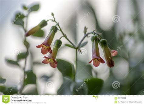 Plants have semi decumbent stems terminating in rosettes. Kalanchoe Prebella In Bloom, Succulent Flowering Plant ...