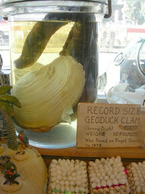 An Ostensibly Record Setting Geoduck Ye Olde Curiosity Shop Seattle